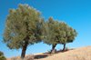 Volubilis