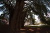 Tule
