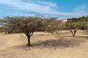 Monte Alban