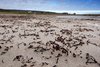 Półwysep Varenger nad Morzem Barentsa