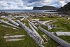 Knivskjellodden - widok na Nordkapp i drewno dryftowe