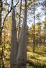 Inari - Sámi Museum