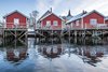 Reine