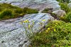 Preikestolen