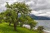 Hardangerfjord