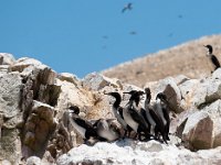 DSC1254  Ptasie łajno "guano" ŚMIERDZI niemiłosiernie