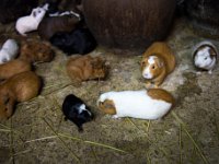 DSC2869  Konkwistadorzy, którzy przybyli z Europy na podbój Nowego Świata krótko po Krzysztofie Kolumbie, zobaczyli jednak duże ich hodowle i świnki morskie biegające wokół domów.