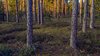 Józefów