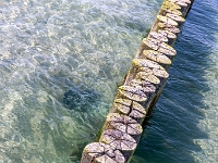 Hiddensee