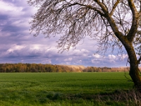 Ummanz