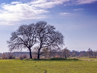 Ummanz