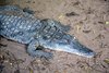 Kachikally Crocodile Pool