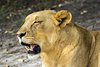 Fathala Wildlife Reserve - spacer z lwami