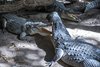 Kachikally Crocodile Pool