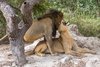 Fathala Wildlife Reserve - spacer z lwami