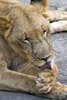 Fathala Wildlife Reserve - spacer z lwami