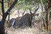 Senegal: Rezerwat Bandia