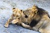 Fathala Wildlife Reserve - spacer z lwami
