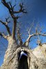 Senegal, baobab