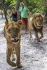 Fathala Wildlife Reserve - spacer z lwami