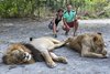 Fathala Wildlife Reserve - spacer z lwami