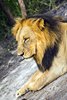 Fathala Wildlife Reserve - spacer z lwami