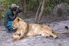 Fathala Wildlife Reserve - spacer z lwami