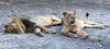 Fathala Wildlife Reserve - spacer z lwami