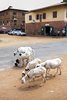 Banjul