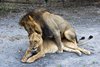 Fathala Wildlife Reserve - spacer z lwami