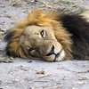 Fathala Wildlife Reserve - spacer z lwami