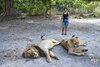 Fathala Wildlife Reserve - spacer z lwami