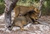 Fathala Wildlife Reserve - spacer z lwami