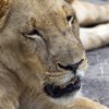 Fathala Wildlife Reserve - spacer z lwami