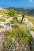 Segesta