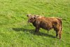 Isle of Iona