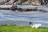 Isle of Mull