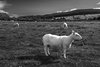 W drodze do Machrie Moor Standing Stones