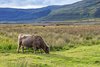 Isle of Mull