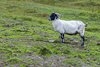 W drodze na Ben Nevis
