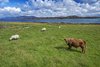 Iona Abbey, Isle of Iona