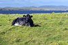 South Ronaldsay, Orkney