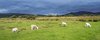 W drodze do Machrie Moor Standing Stones
