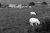 W drodze do Machrie Moor Standing Stones