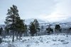 Park Narodowy Abisko
