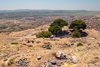 Pergamon