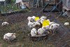 Sianki (ukr. ?????) – wieś na Ukrainie w obwodzie lwowskim, w rejonie turczańskim, nad górnym Sanem