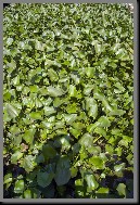 image0006.jpg