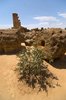 Agrigento, Świątynia Heraklesa